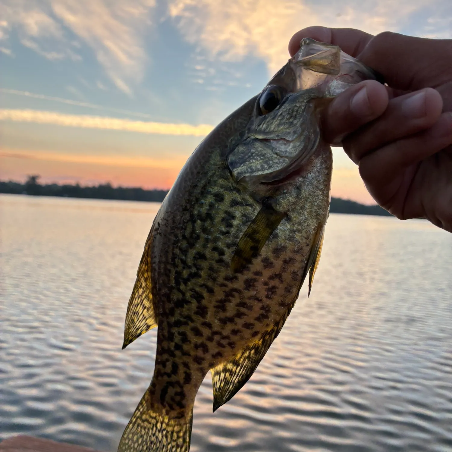 Black crappie caught on Fishbrain