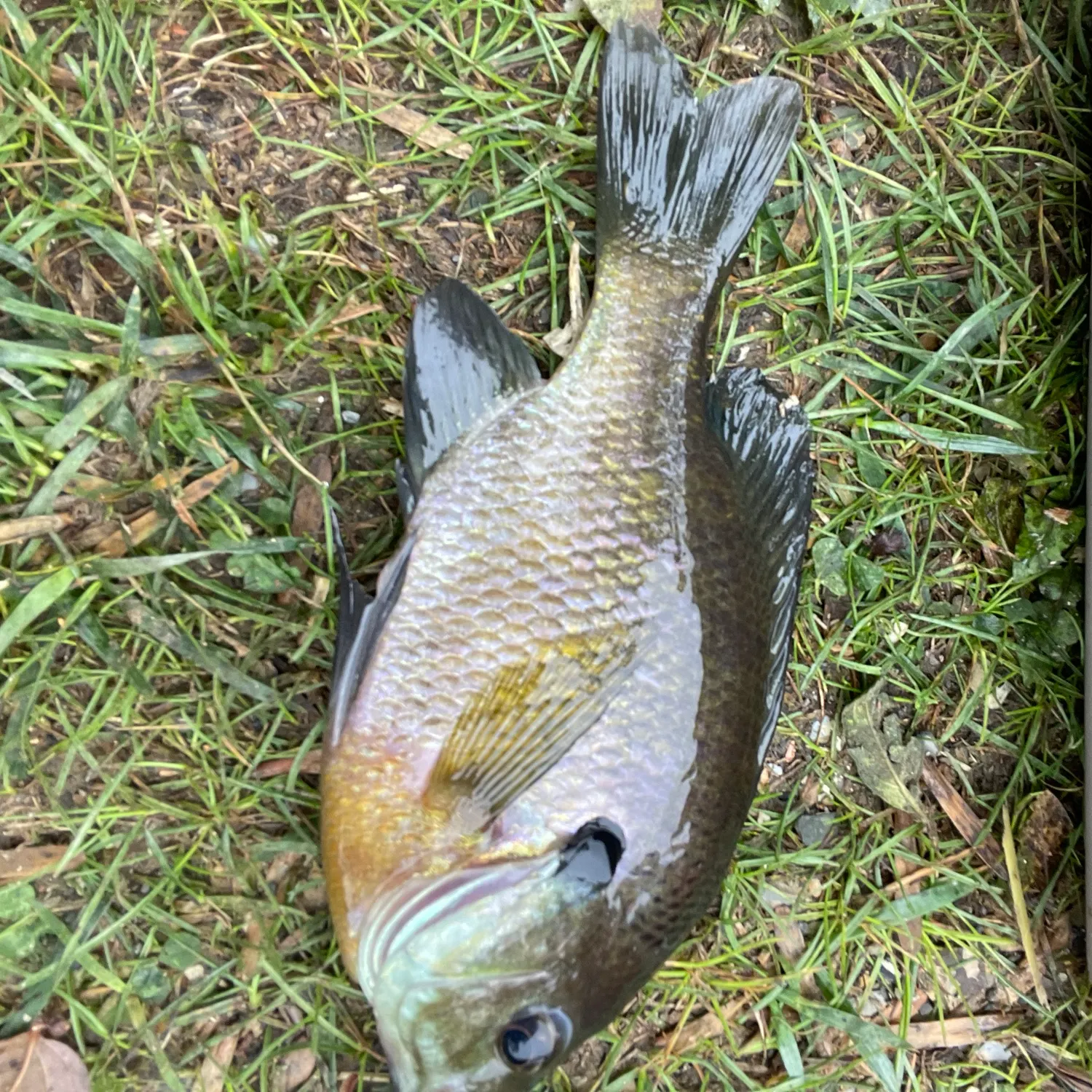 Bluegill caught on Fishbrain