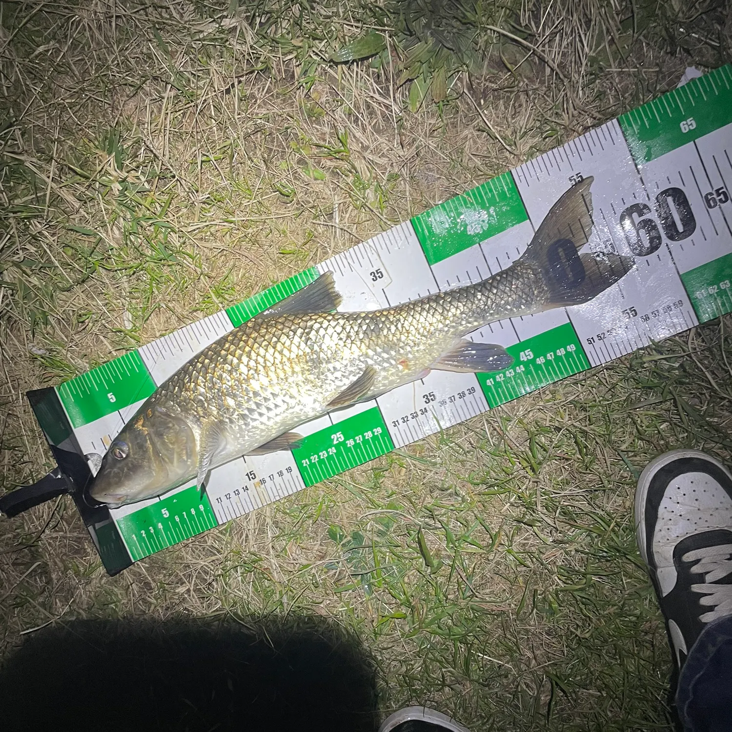 The most recent Barbel steed catches on Fishbrain