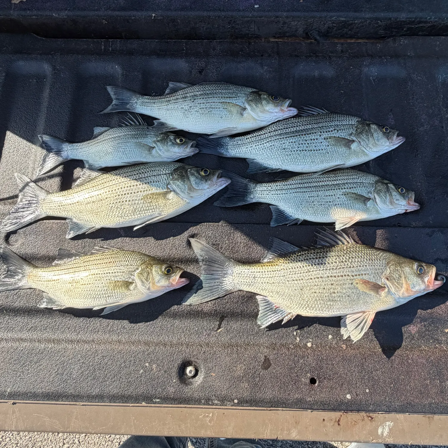 White bass caught on Fishbrain