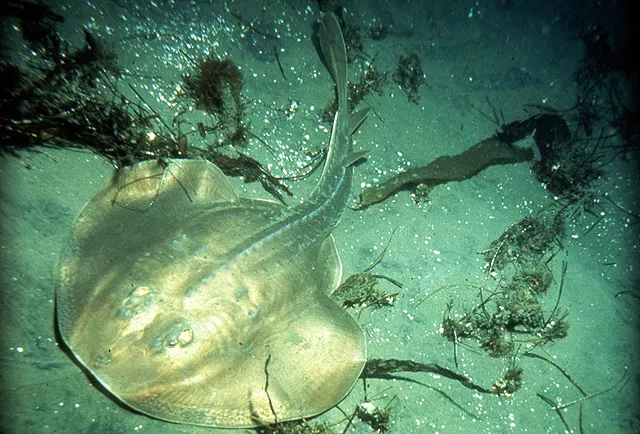 Thornback guitarfish