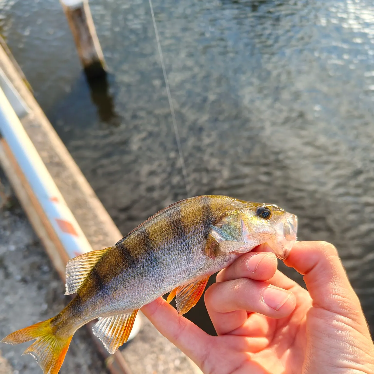 European perch caught on Fishbrain
