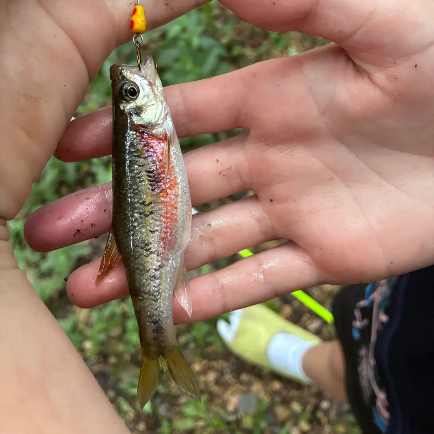 The most recent Rosyside dace catches on Fishbrain