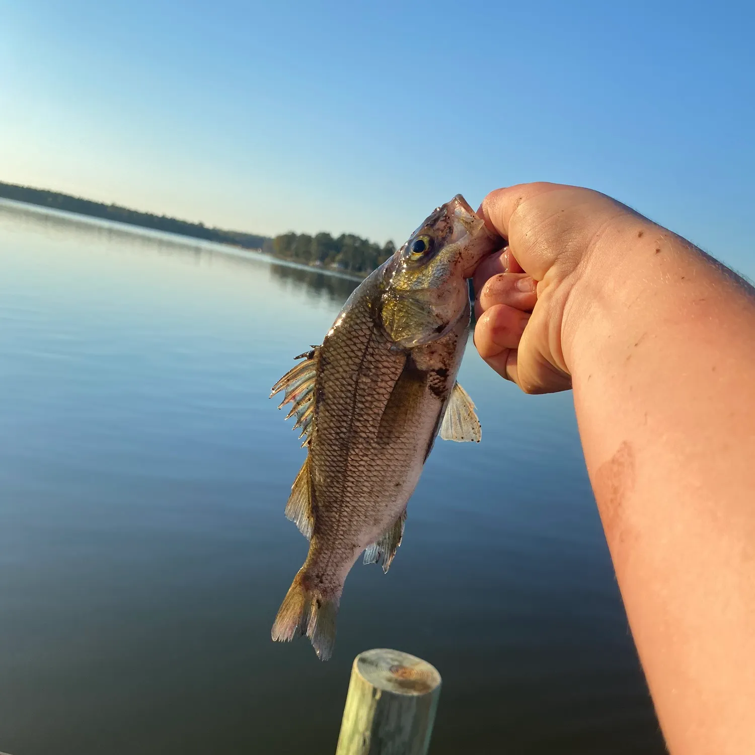 Fish caught on Fishbrain