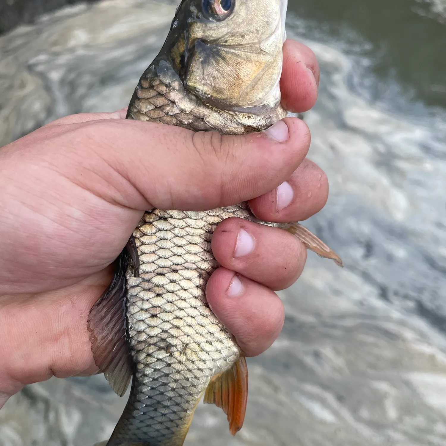 Common carp caught on Fishbrain