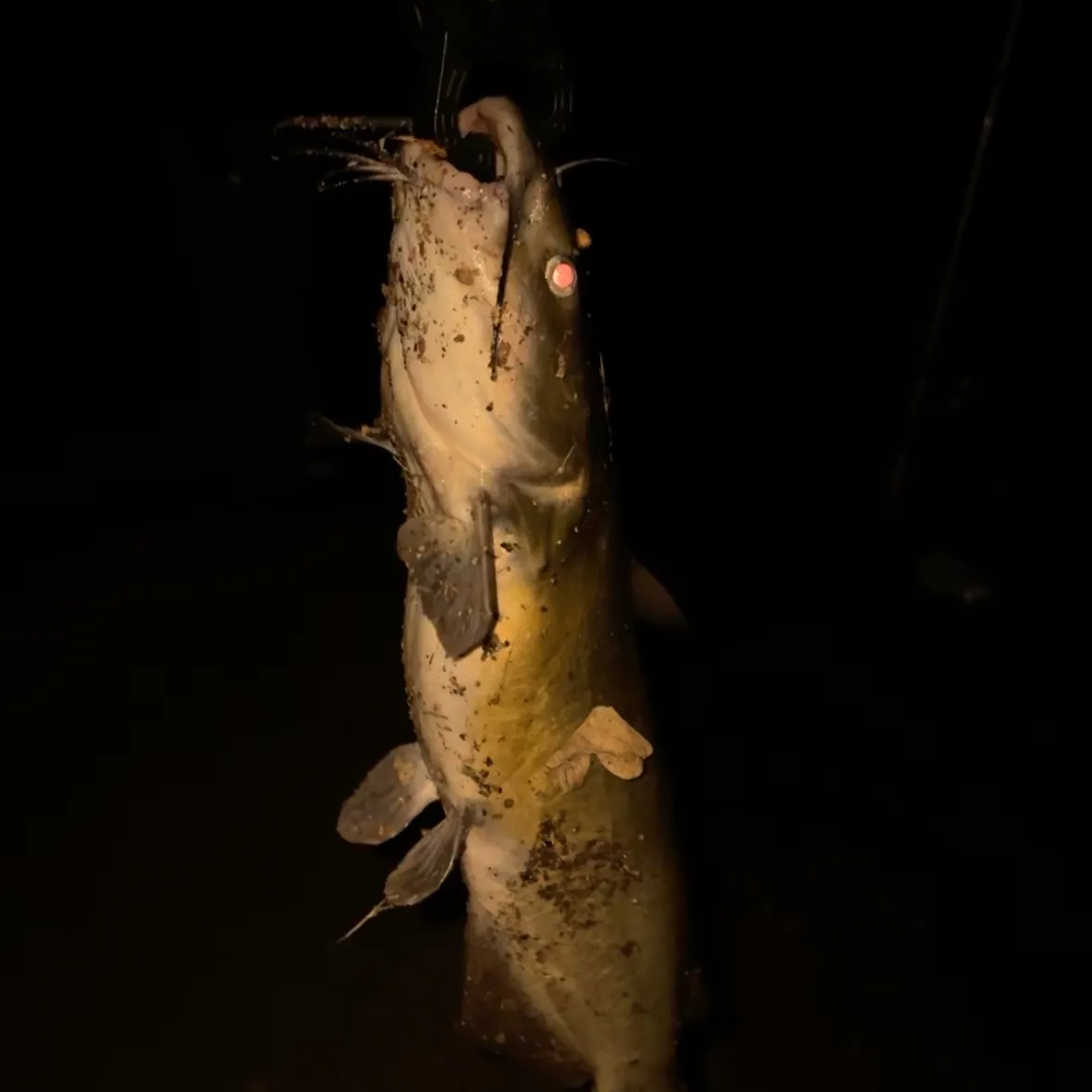 Channel catfish caught on Fishbrain