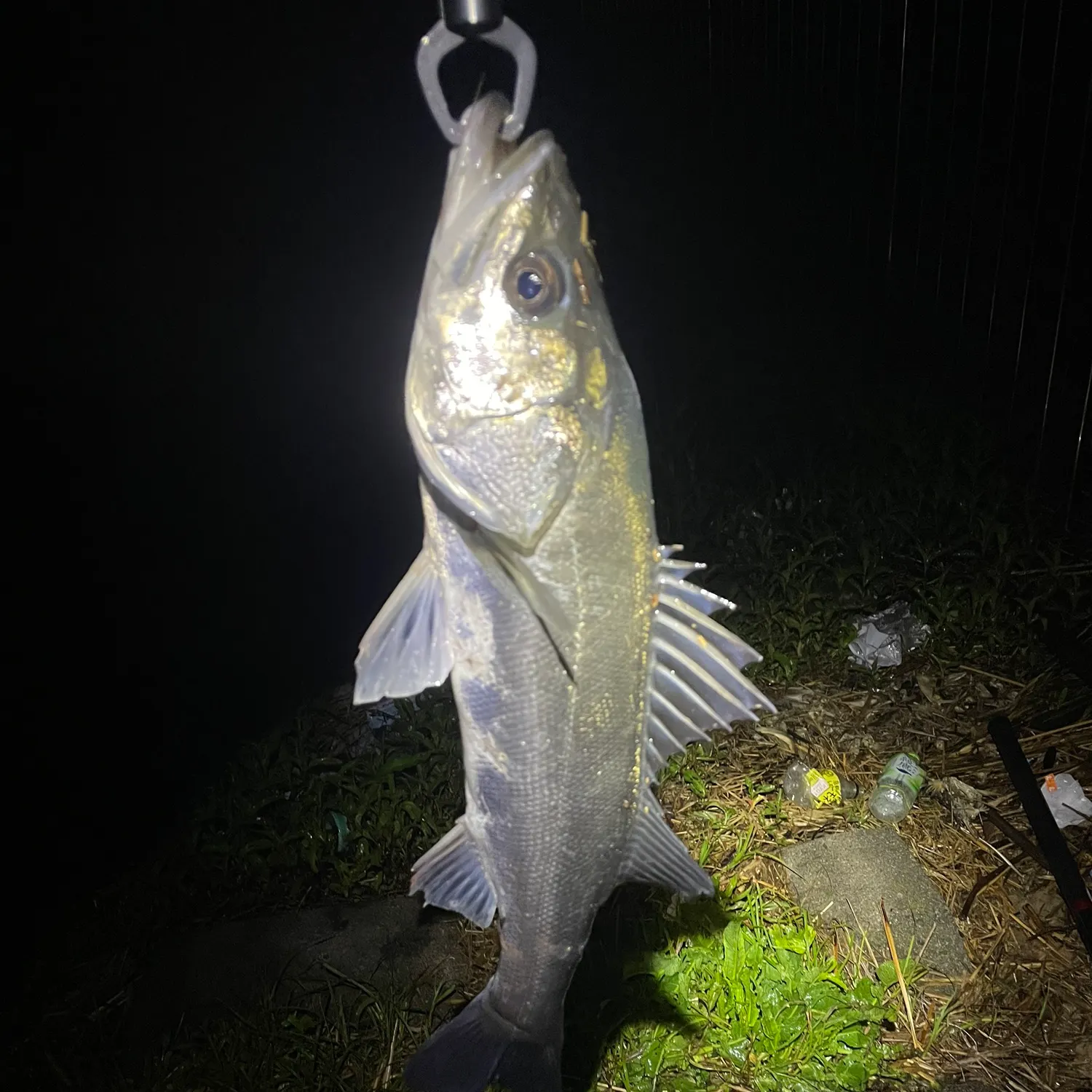 The most recent Japanese seabass catches on Fishbrain