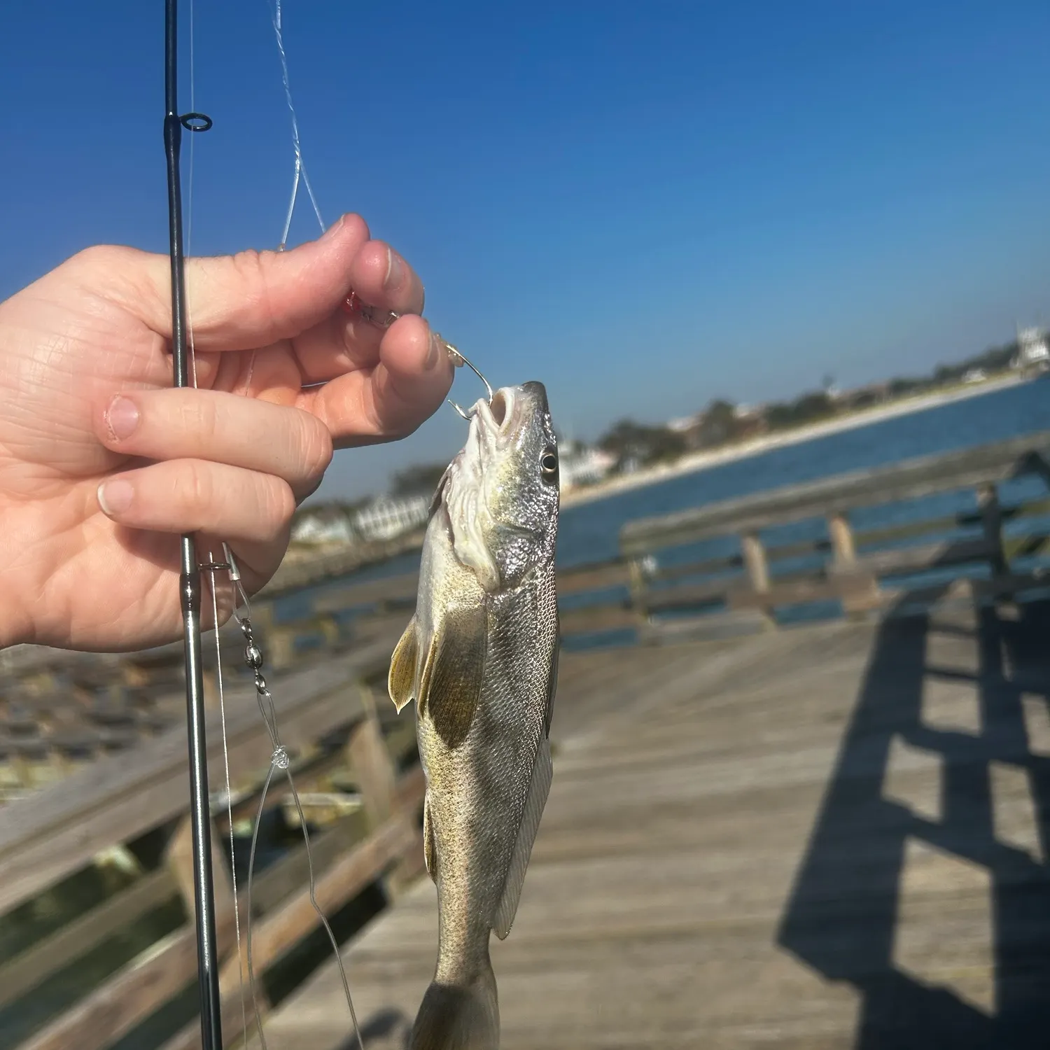 The most recent Southern kingcroaker catches on Fishbrain