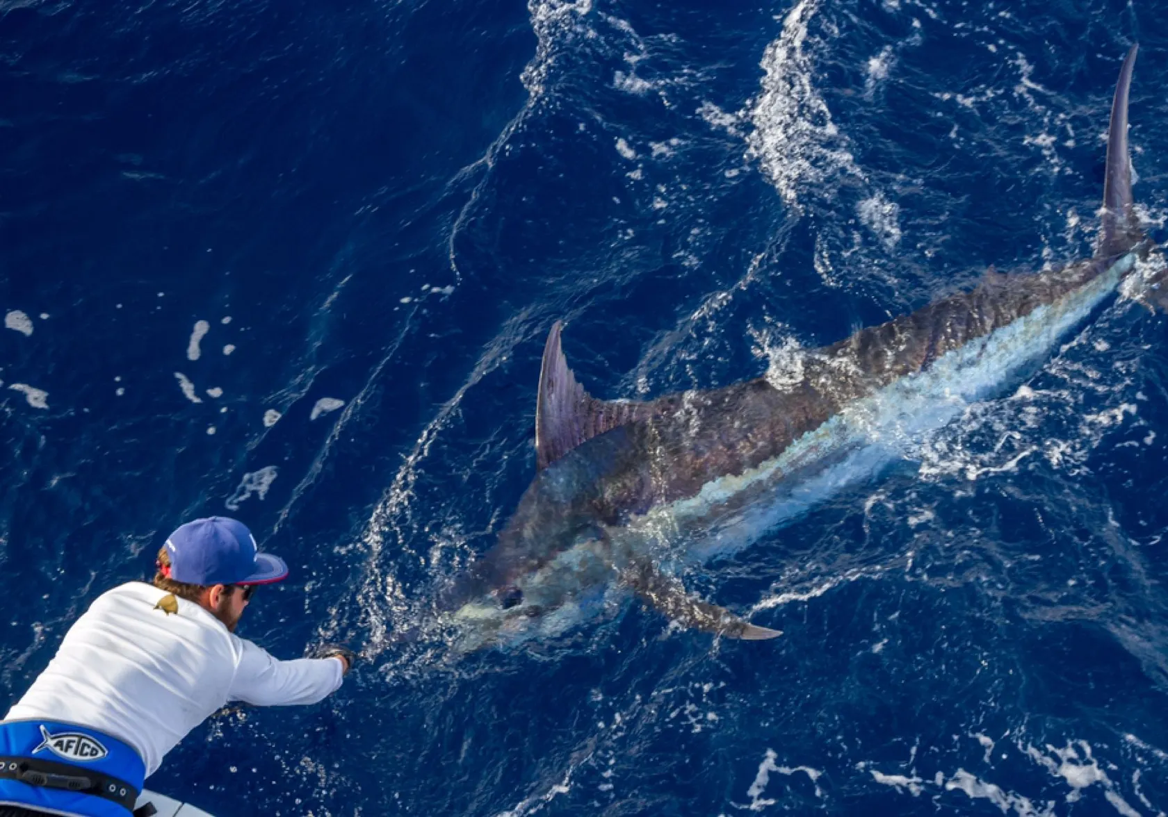 Atlantic blue marlin