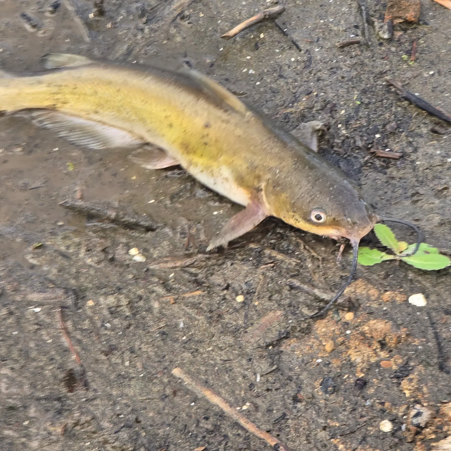 Channel catfish caught on Fishbrain