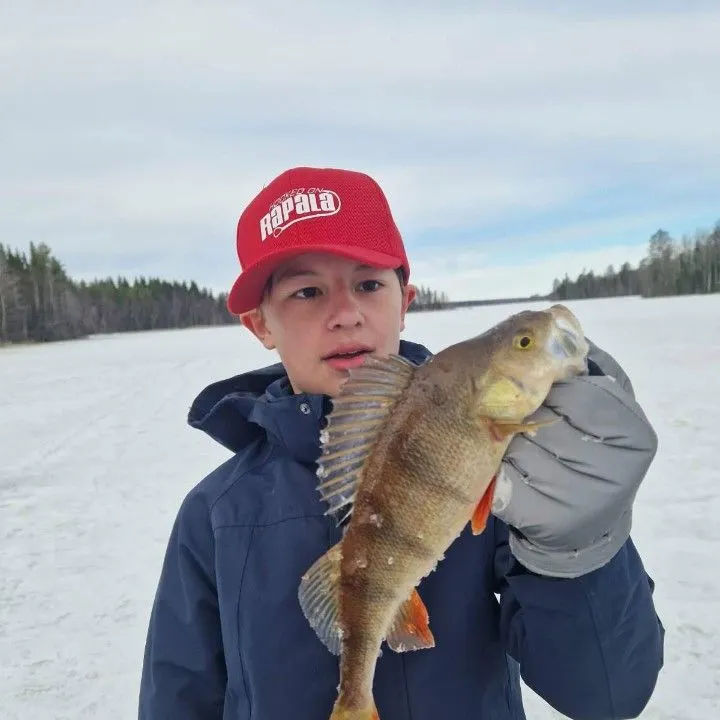 The most recent European perch catches on Fishbrain