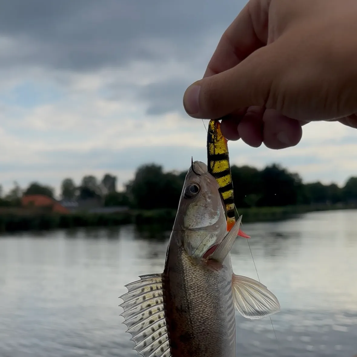 Zander caught on Fishbrain