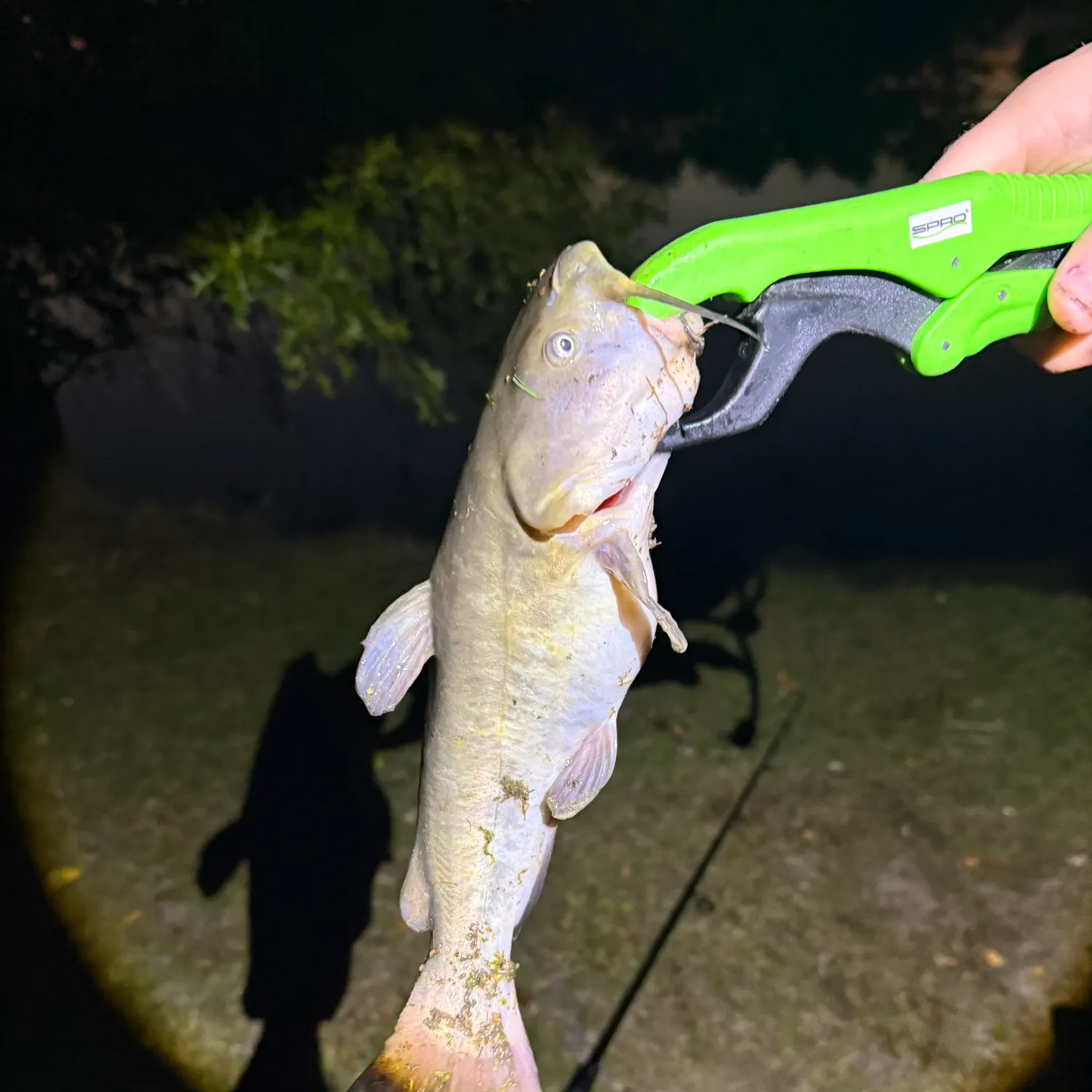 White bullhead caught on Fishbrain