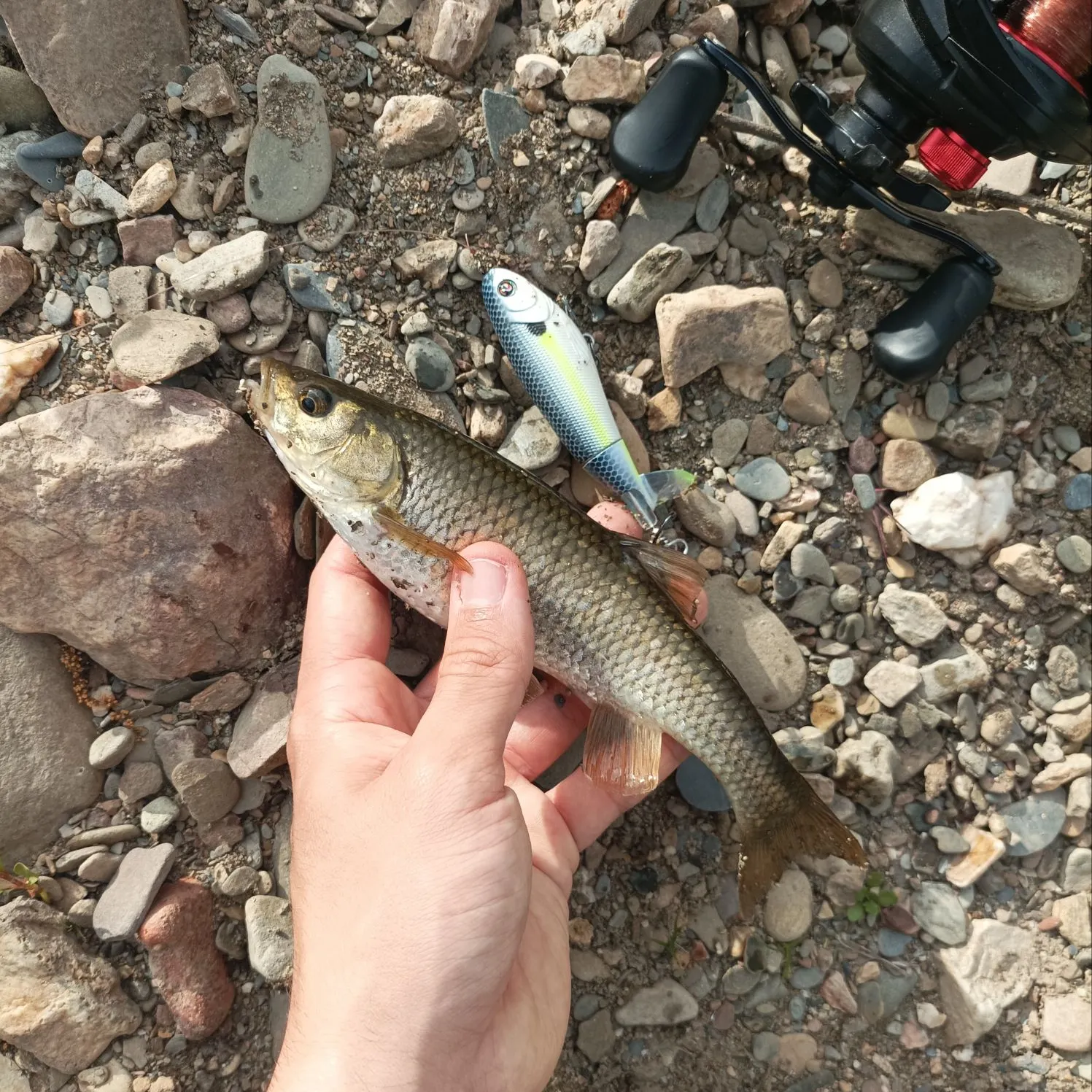 The most recent Squalius pyrenaicus catches on Fishbrain