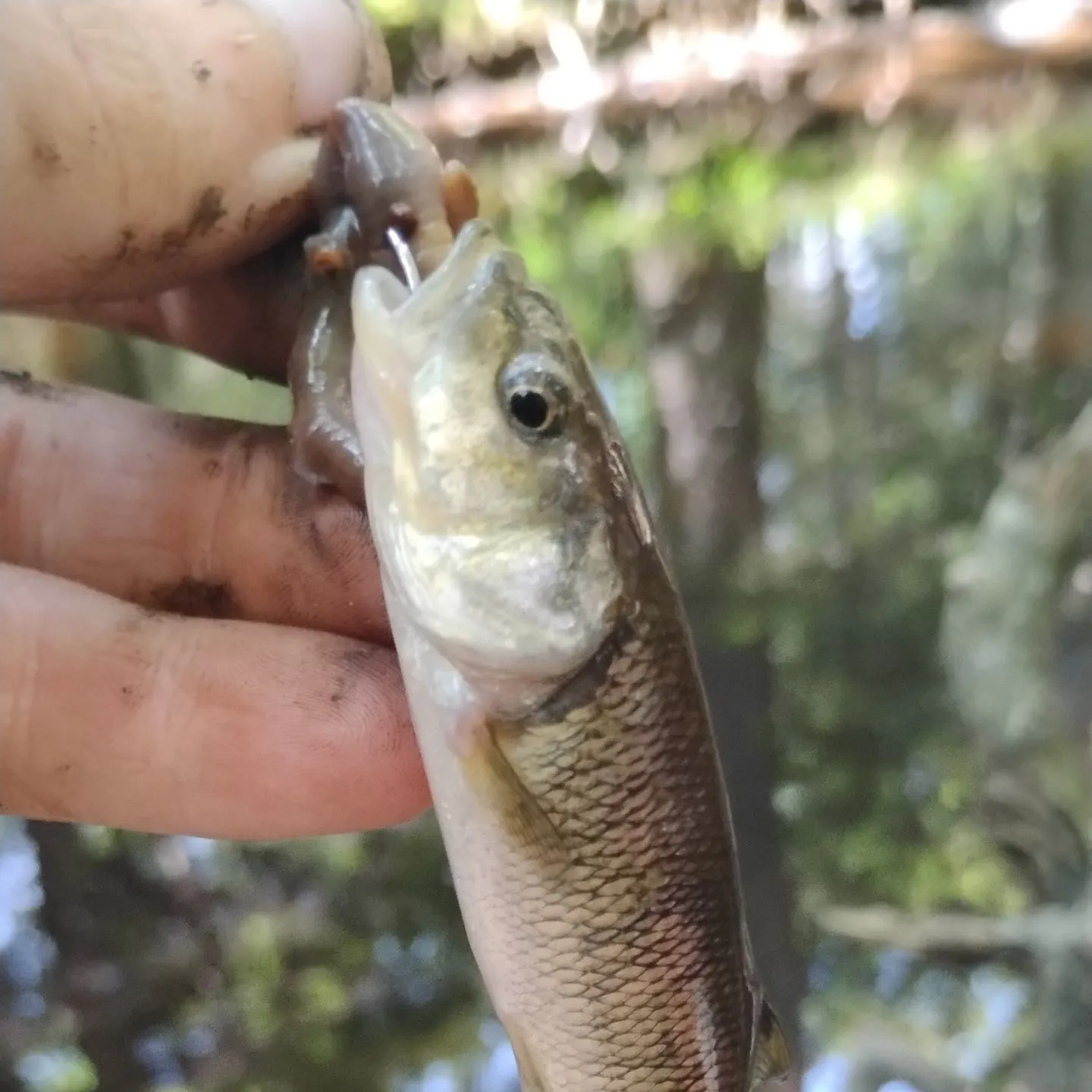 Creek chub caught on Fishbrain