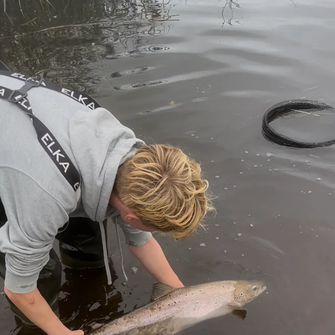Atlantic salmon caught on Fishbrain