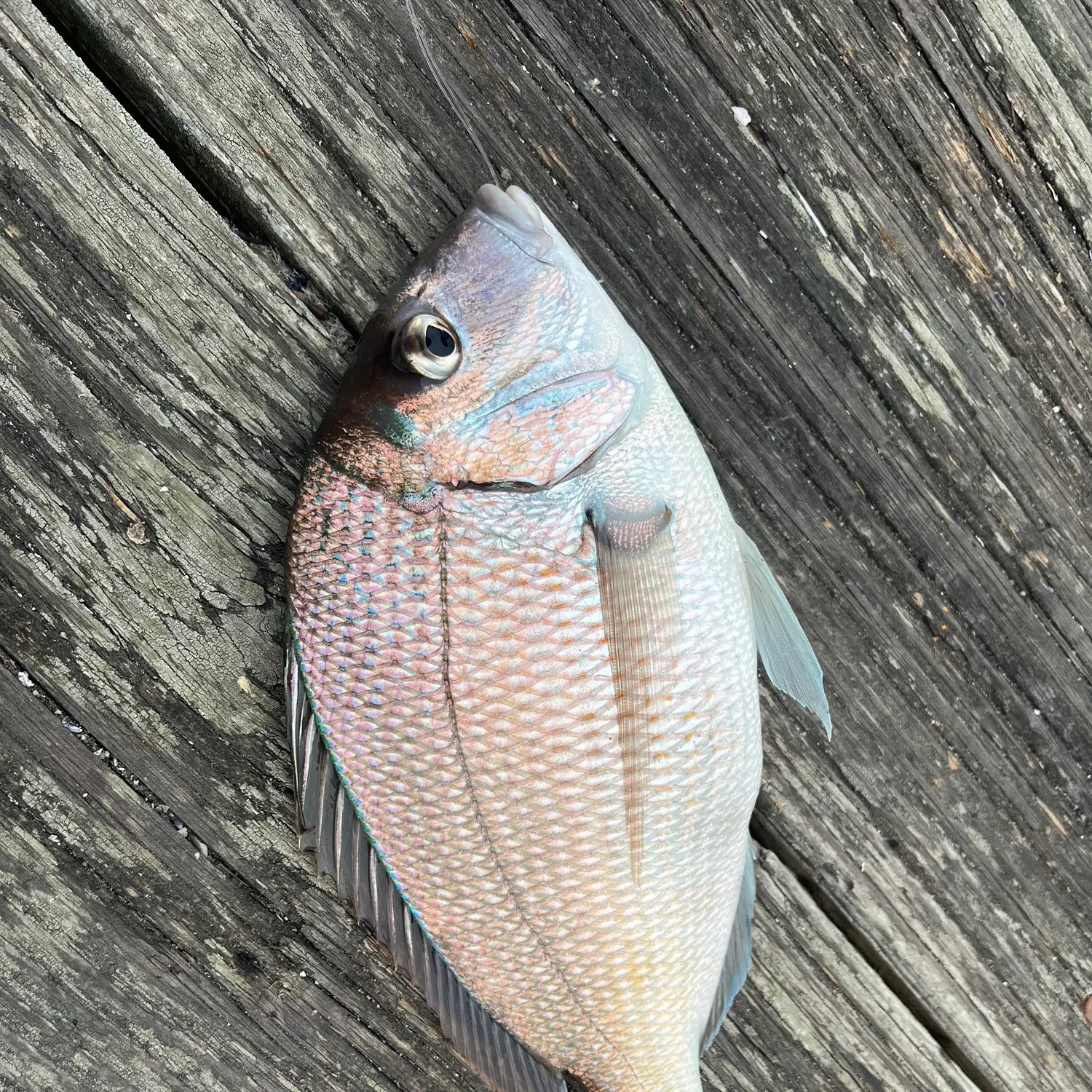 most liked catch image