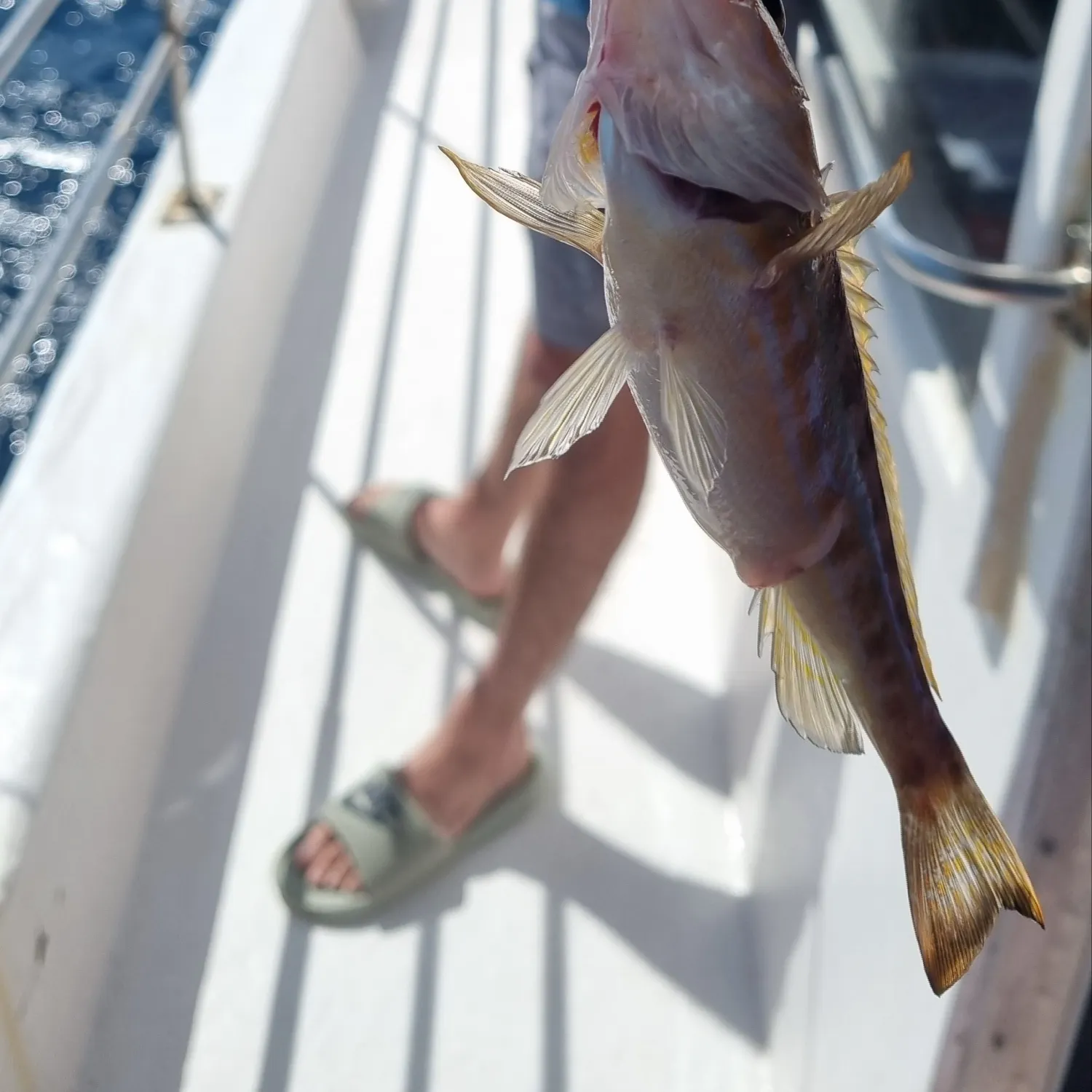 The most recent Dusky grouper catches on Fishbrain