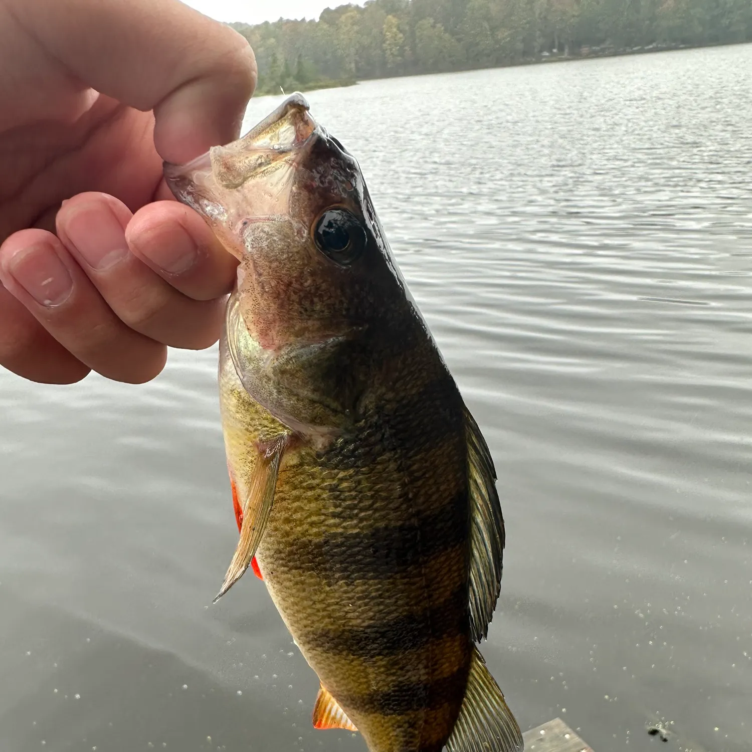 Yellow perch caught on Fishbrain
