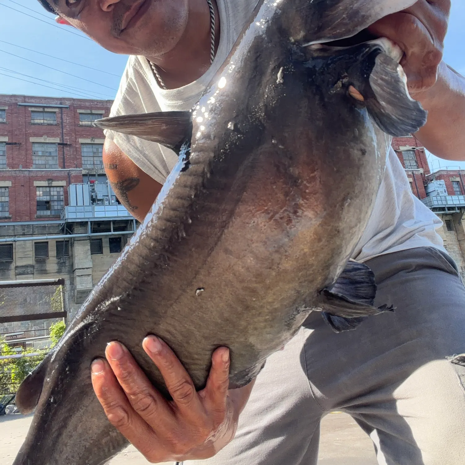 Blue catfish caught on Fishbrain