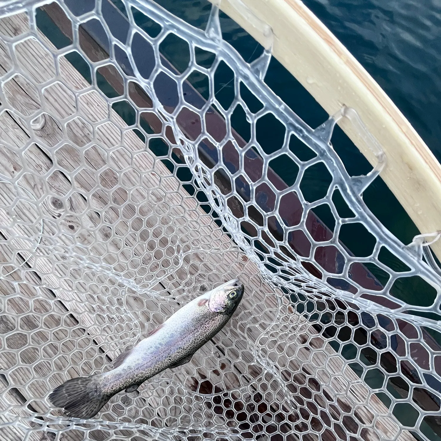 Rainbow trout caught on Fishbrain