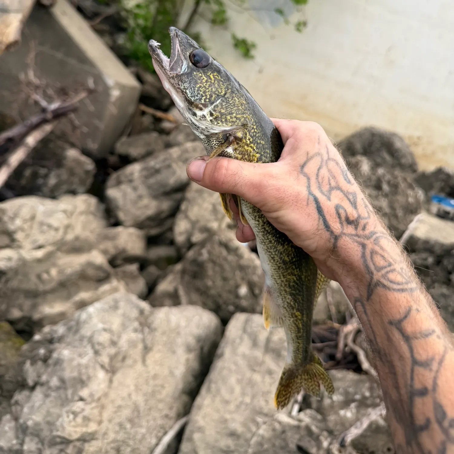 catch