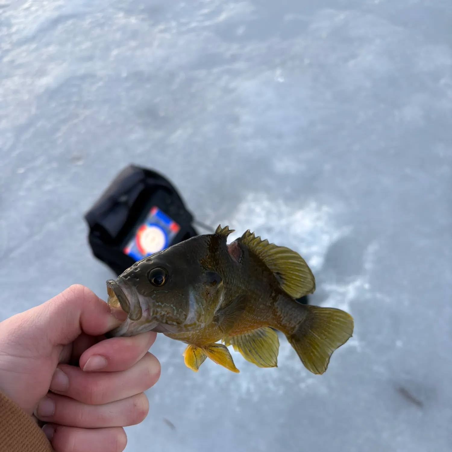 The most recent Green sunfish catches on Fishbrain