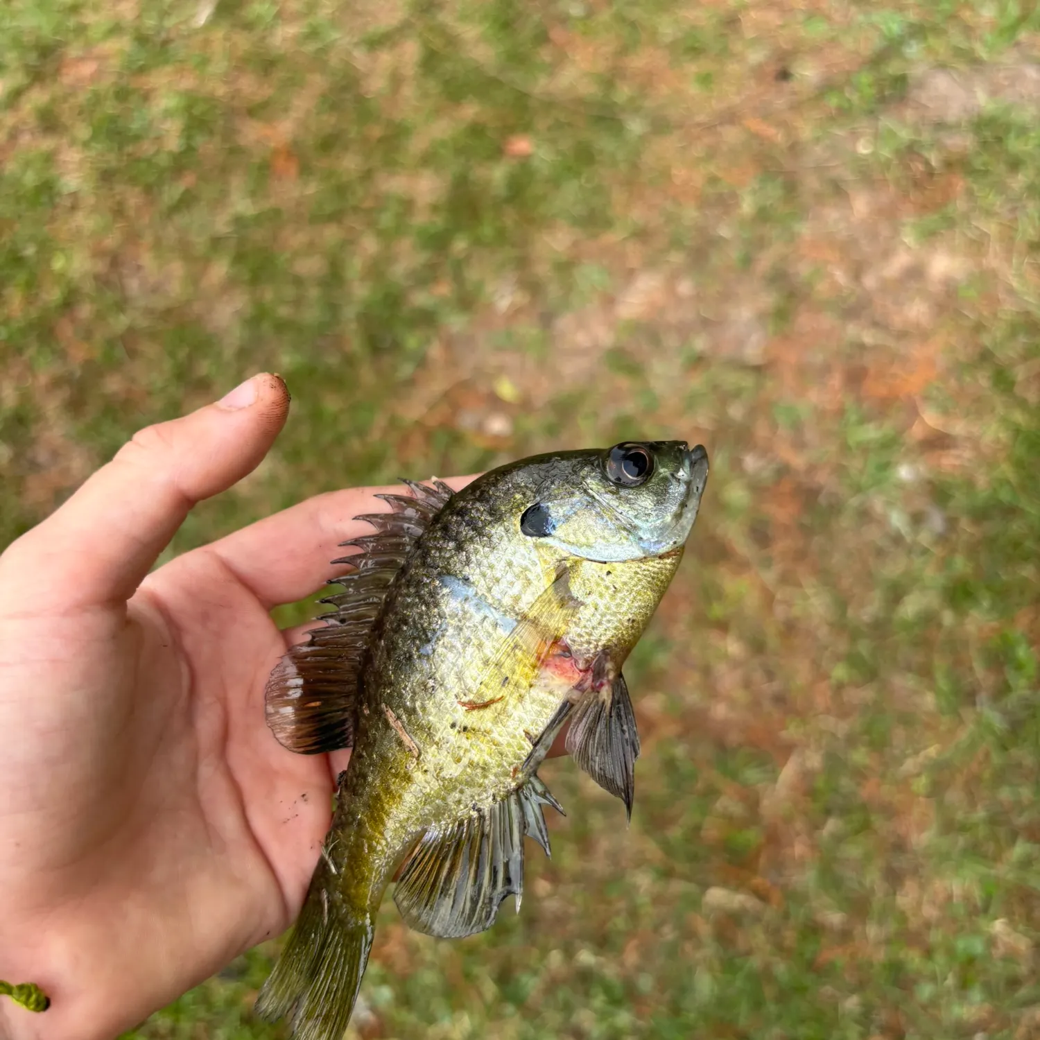 The most recent Great white shark catches on Fishbrain