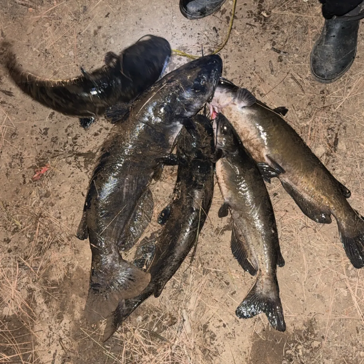 Channel catfish caught on Fishbrain