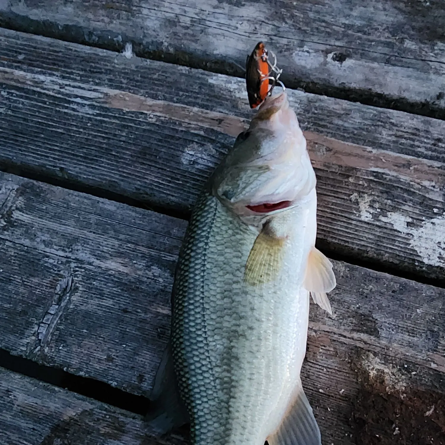 Fish caught on Fishbrain