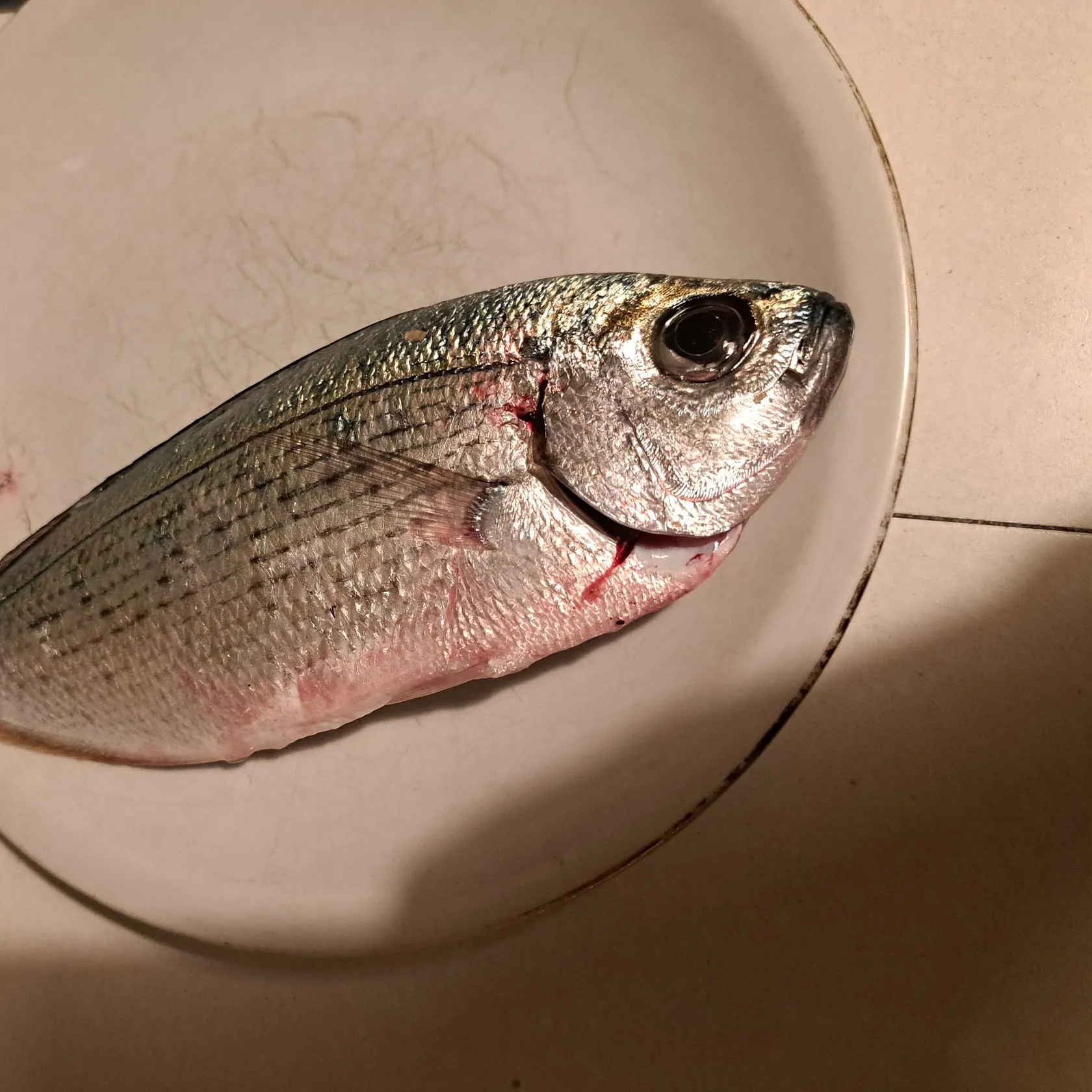 The most recent Common two-banded seabream catches on Fishbrain