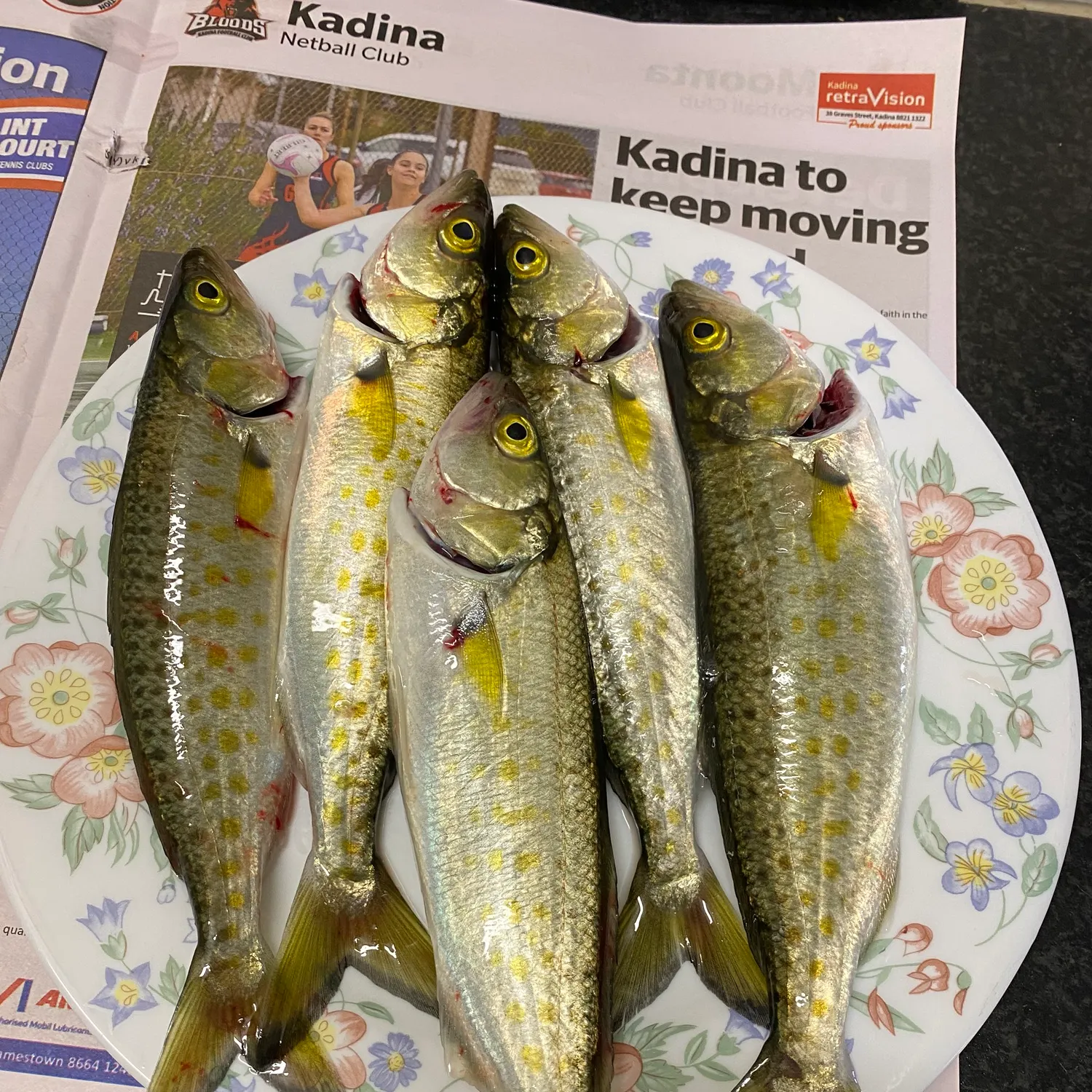 recently logged catches