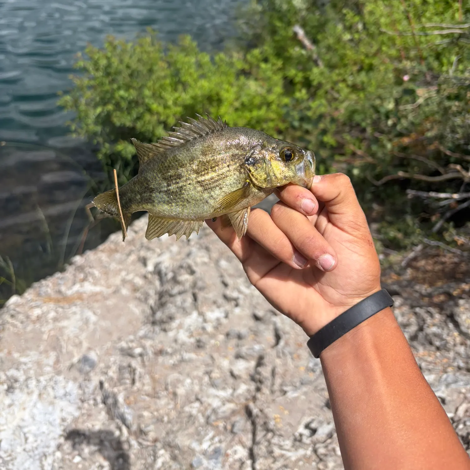 The most recent Sacramento perch catches on Fishbrain