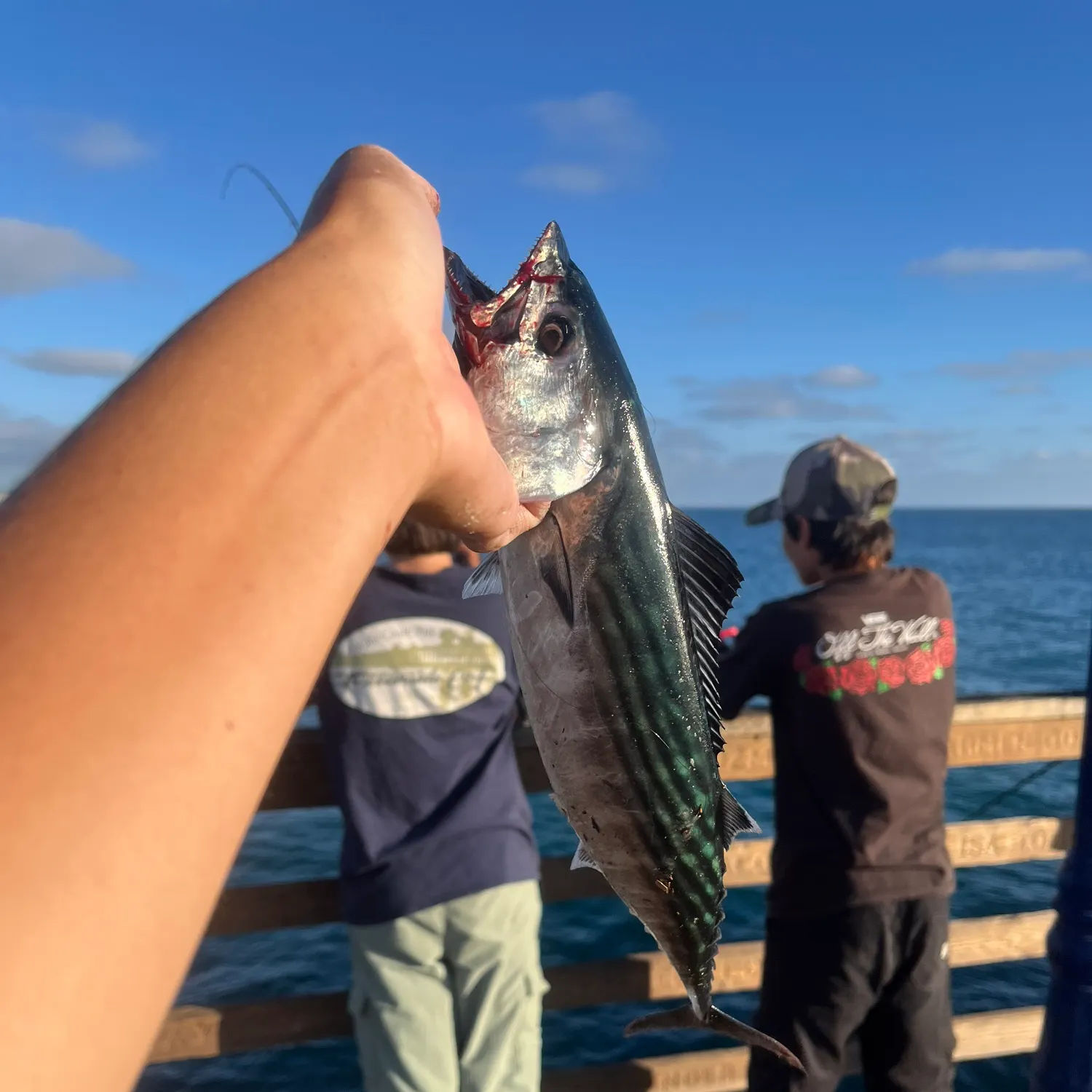 The most recent Pacific bonito catches on Fishbrain