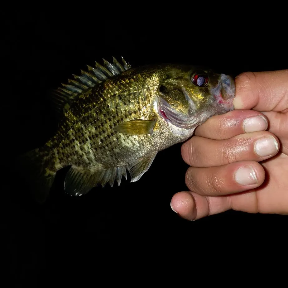 Rock bass caught on Fishbrain