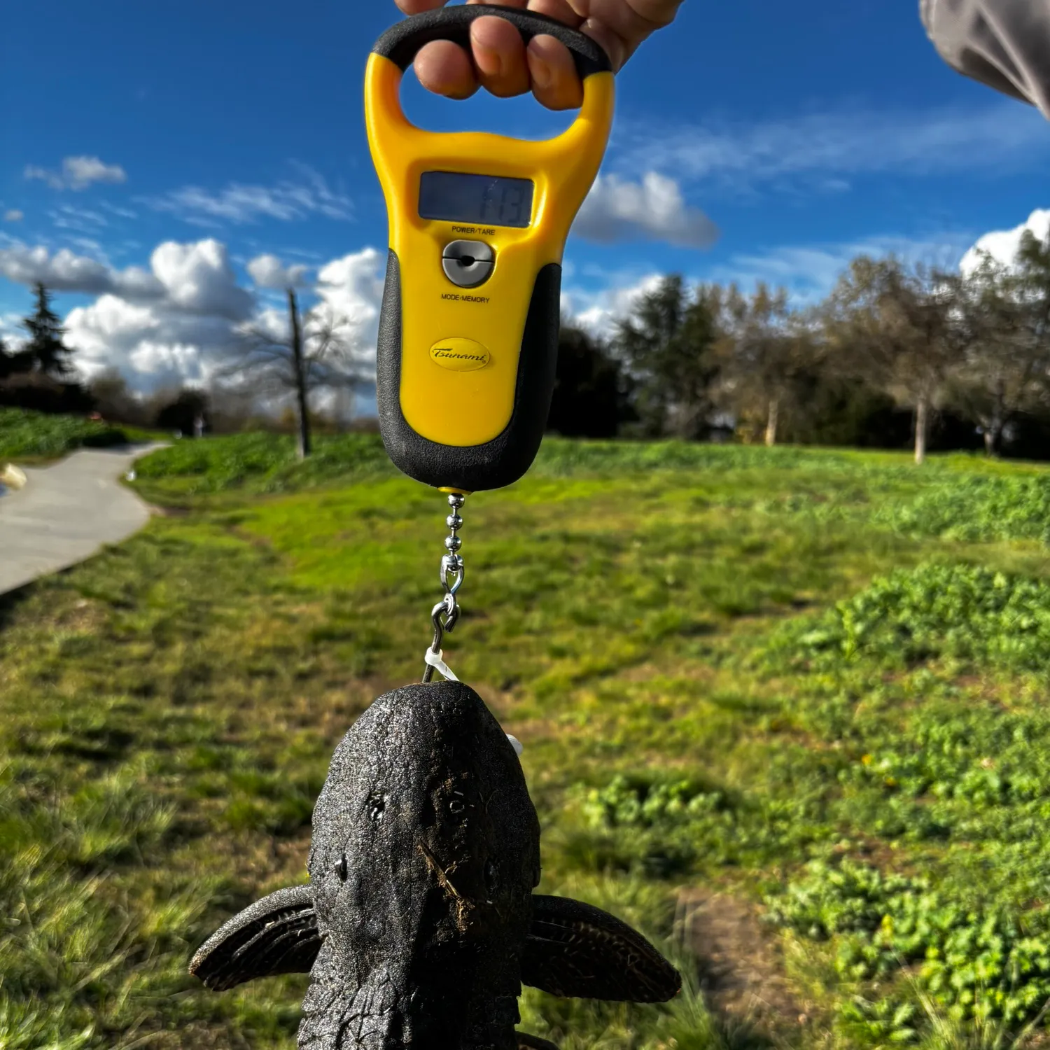 The most recent Orinoco sailfin catfish catches on Fishbrain