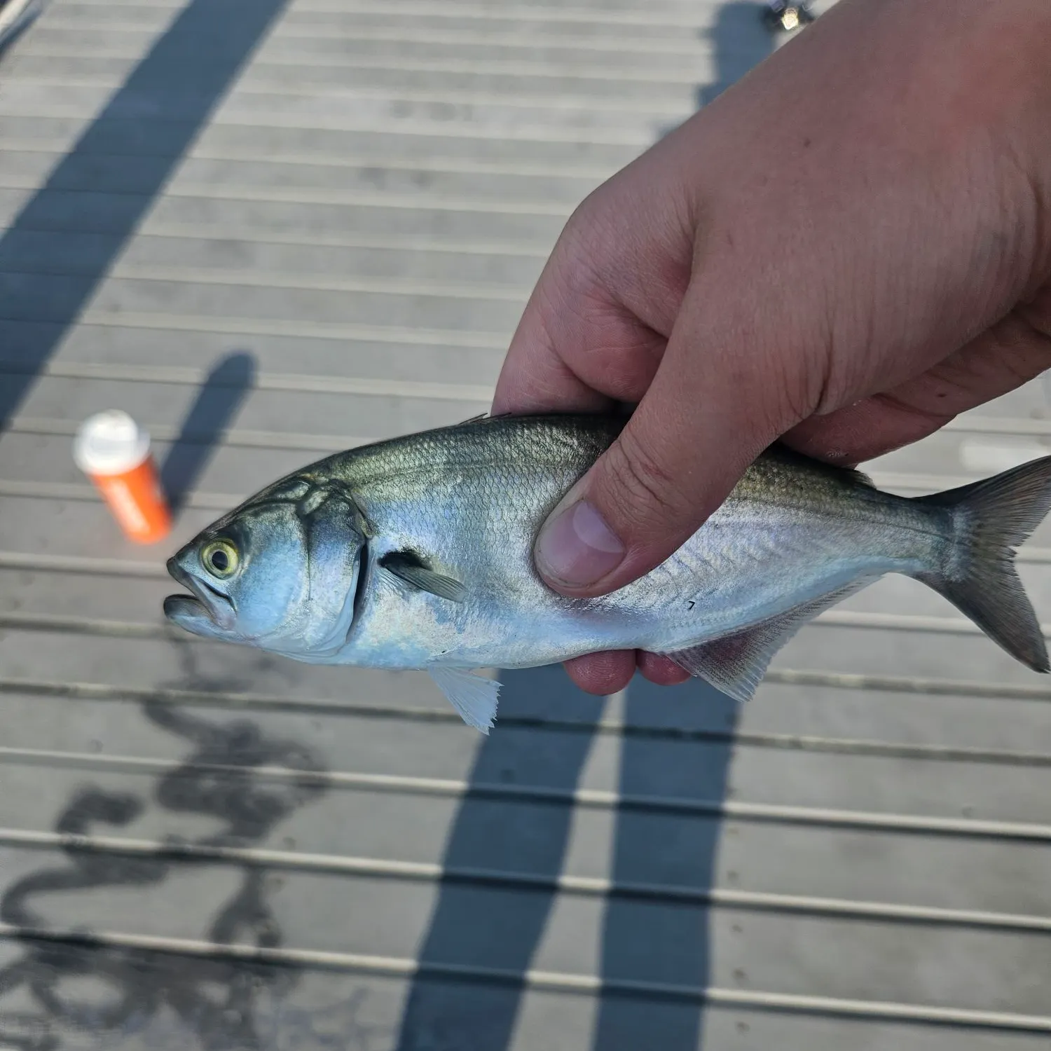 Bluefish caught on Fishbrain