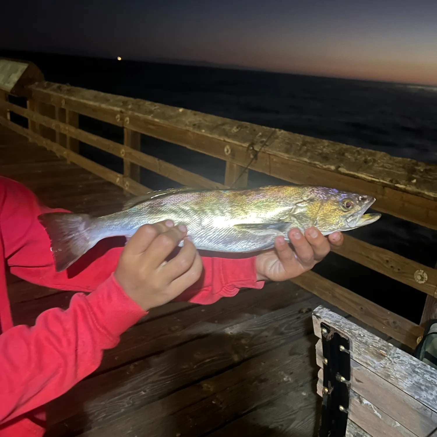 The most recent White seabass catches on Fishbrain