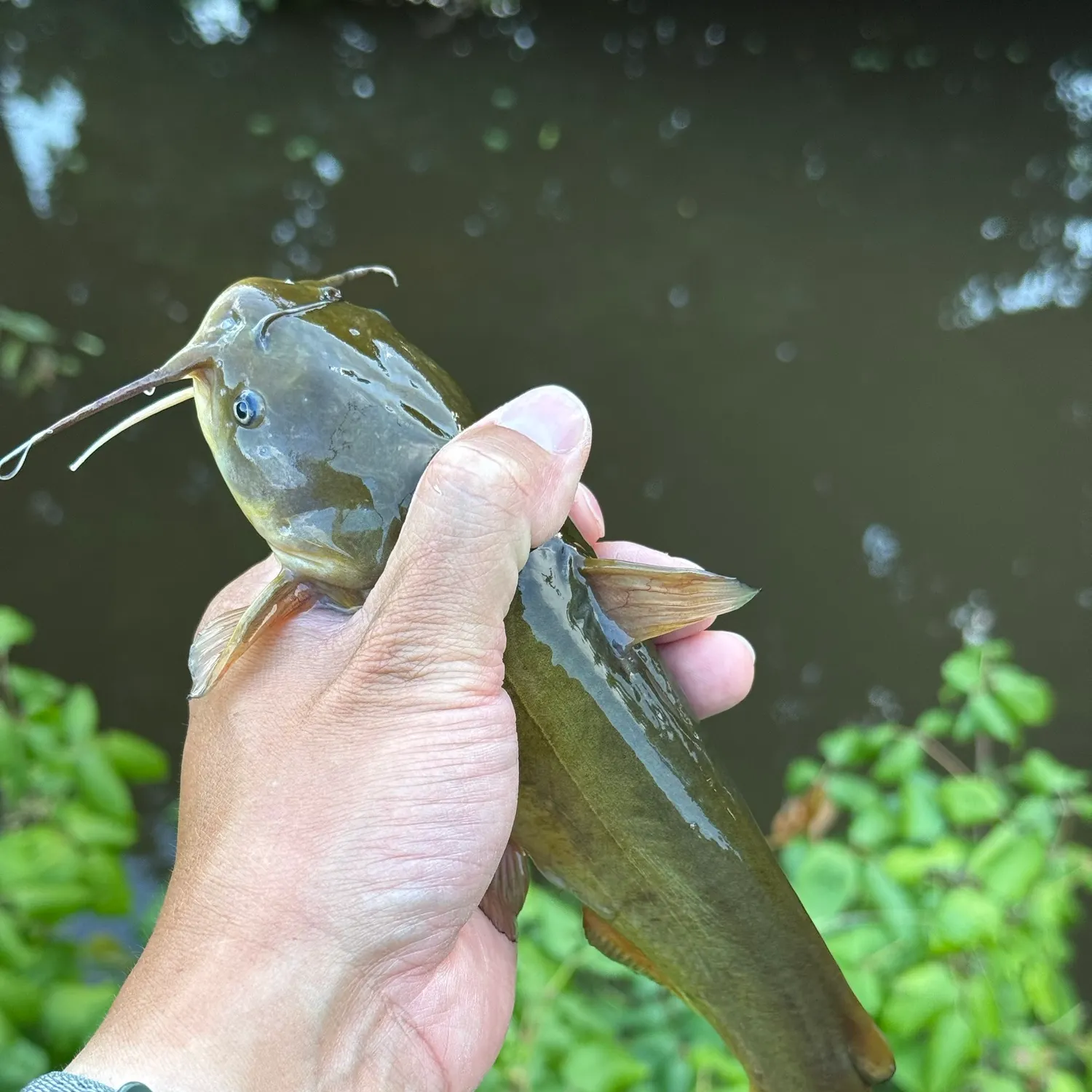 Yellow bullhead caught on Fishbrain
