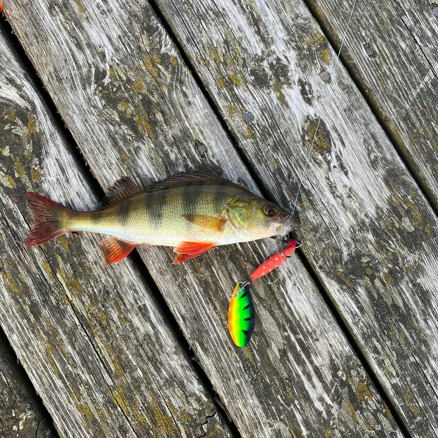 European perch caught on Fishbrain