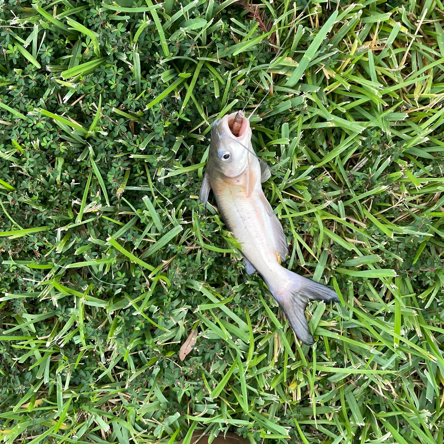 Channel catfish caught on Fishbrain