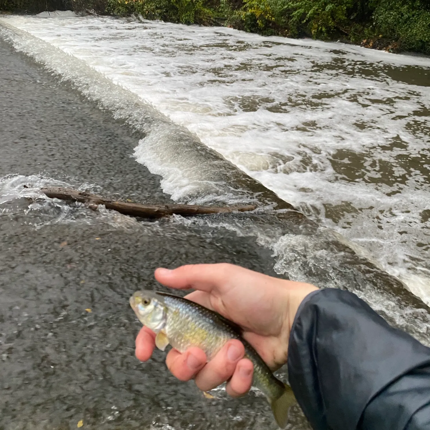 Striped shiner caught on Fishbrain
