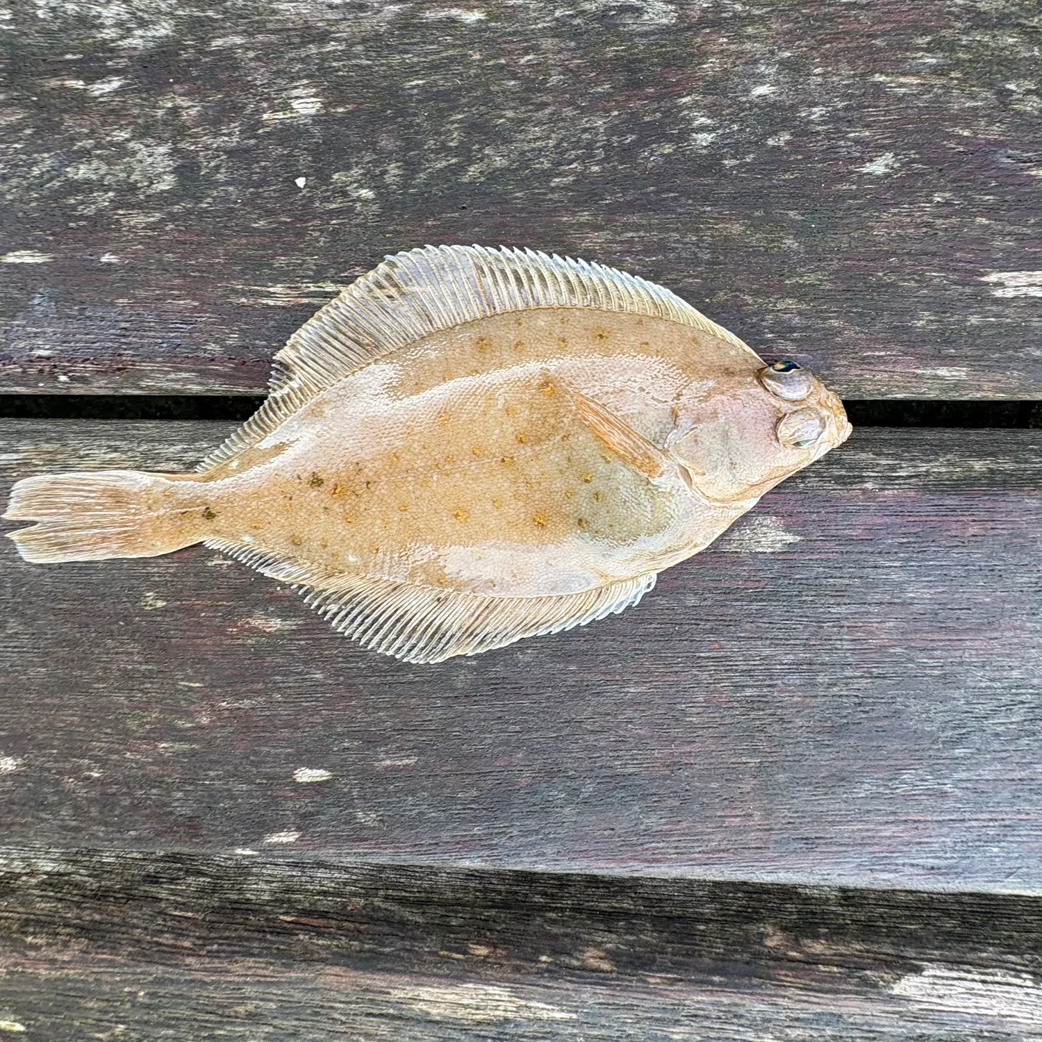 The most recent Common dab catches on Fishbrain