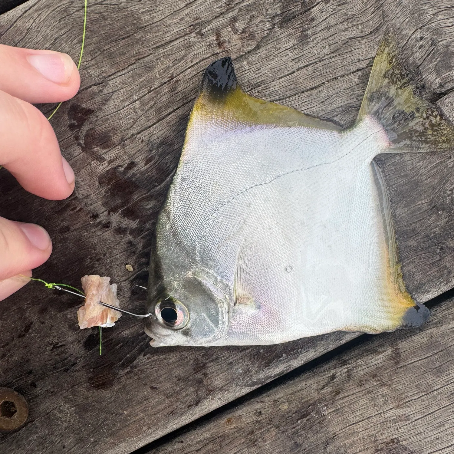 The most recent Silver moony catches on Fishbrain