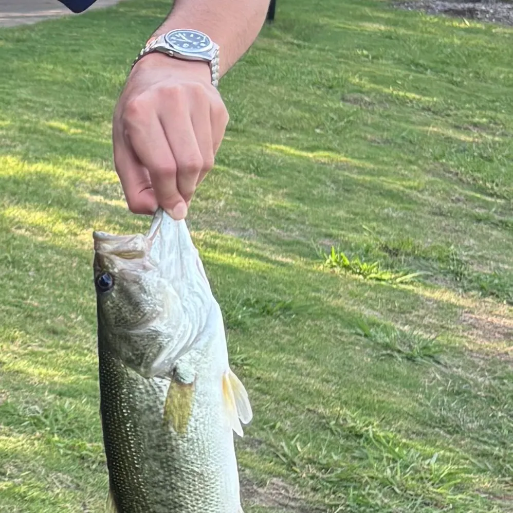 The most recent Spotted bass catches on Fishbrain