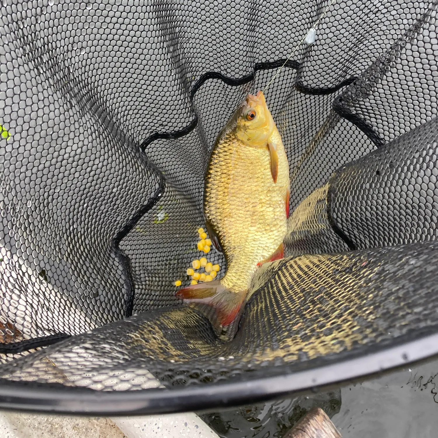 The most recent Common rudd catches on Fishbrain