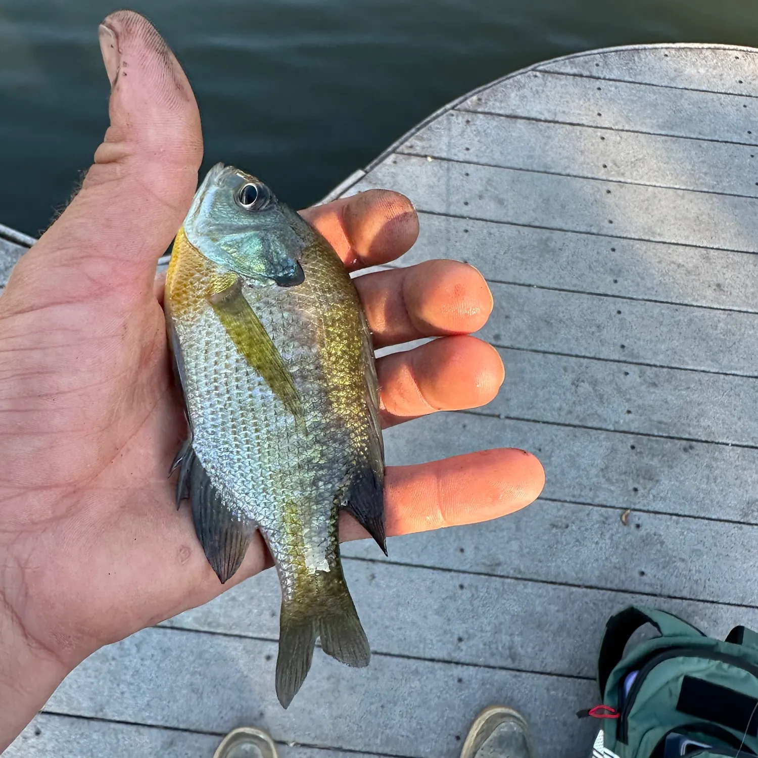 Bluegill caught on Fishbrain