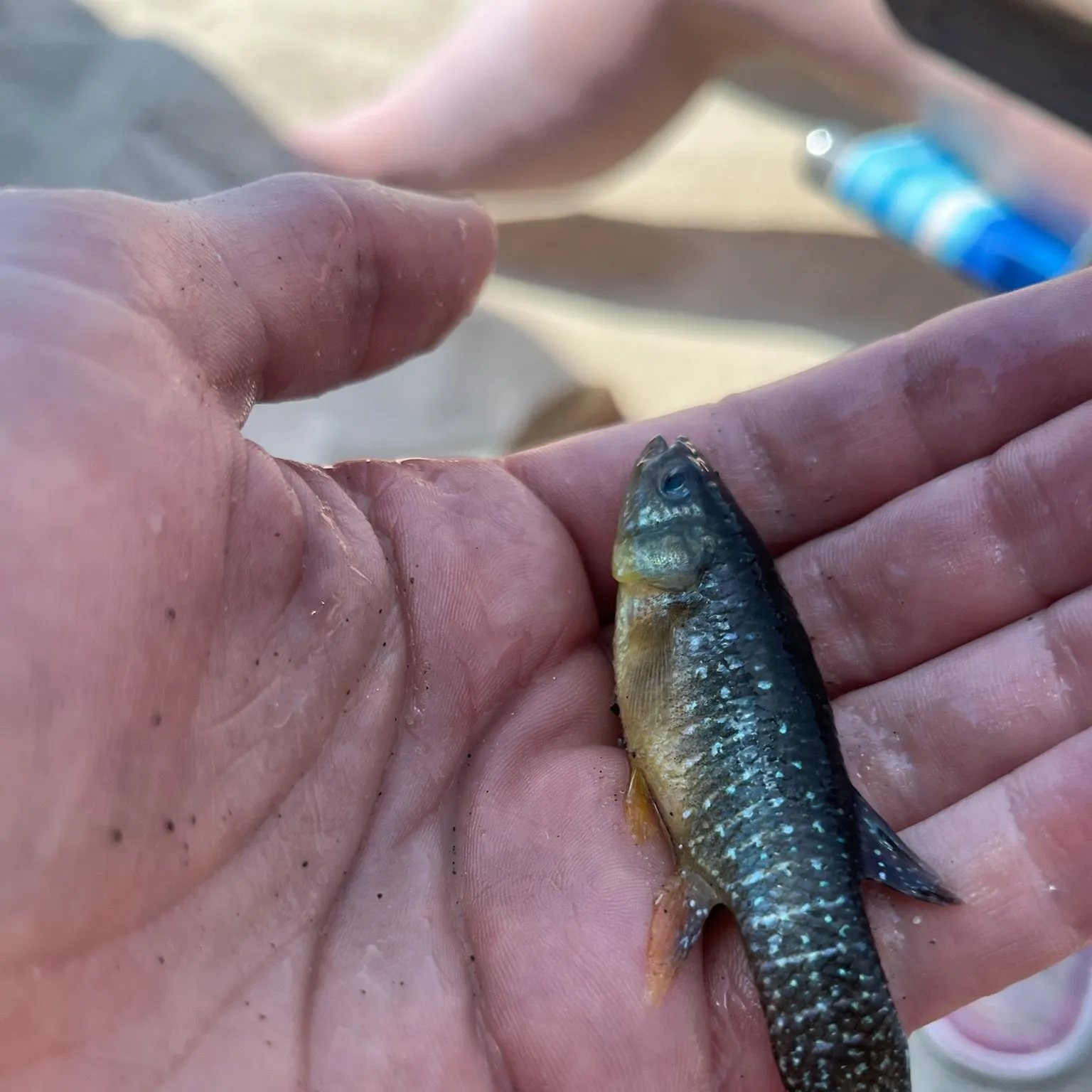 The most recent Mummichog catches on Fishbrain