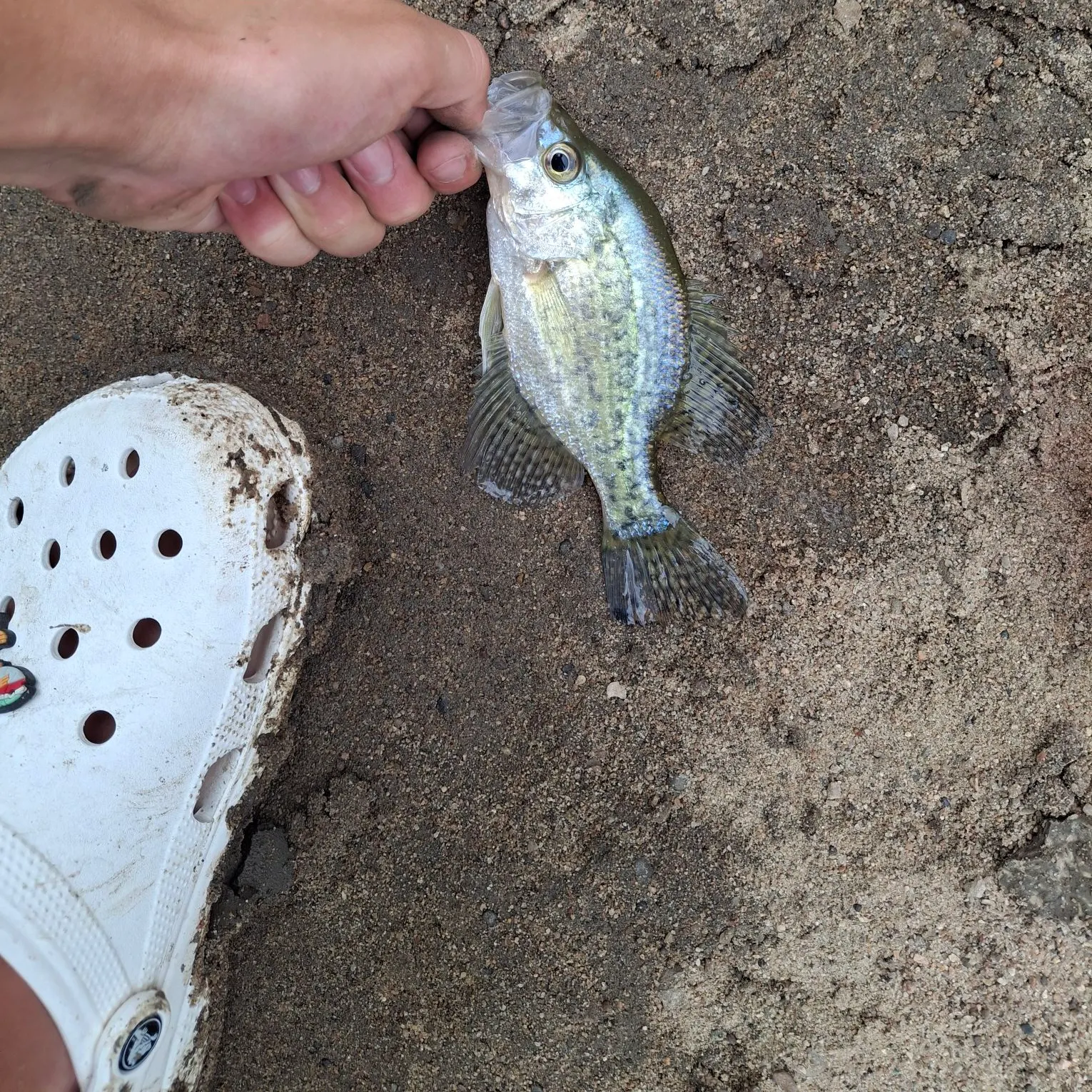 White crappie caught on Fishbrain