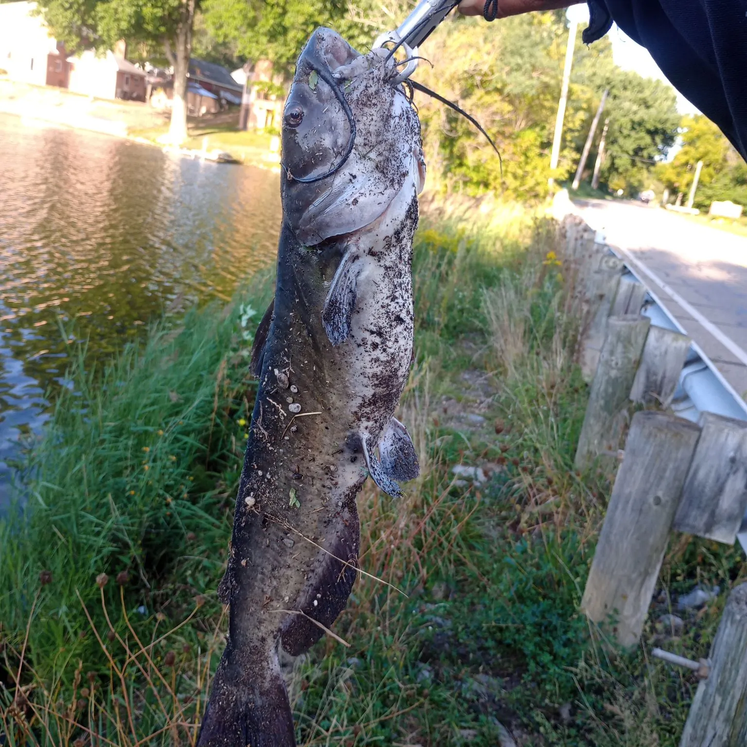 Channel catfish caught on Fishbrain